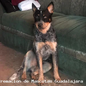 Cremación con recuperación - Vista 5